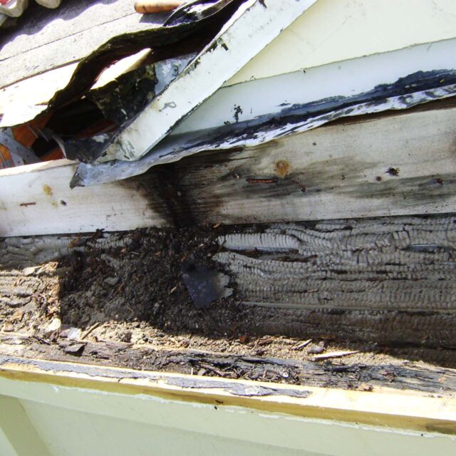 roof leaks repair fort lauderdale